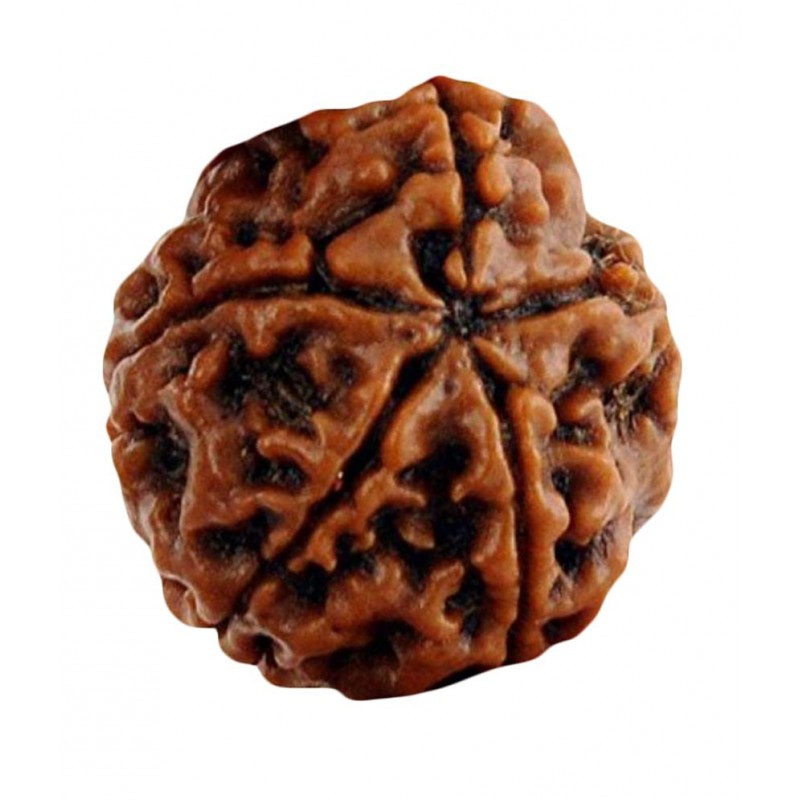 Taj 5 Mukhi Rudraksha