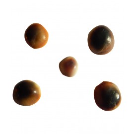 Take Thing Orange Gomati Chakra 21 Pcs