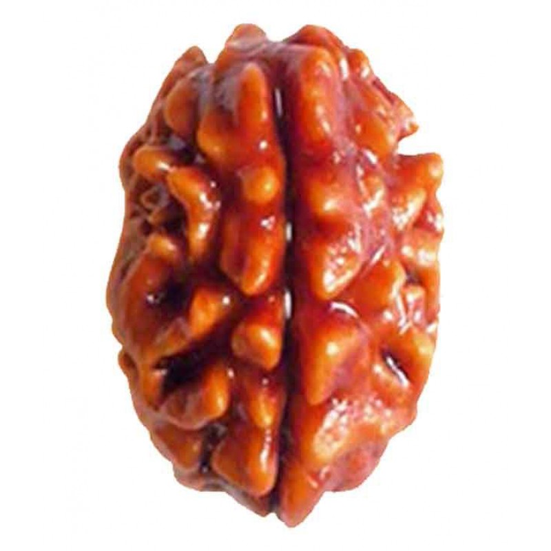 The 2 Mukhi Rudraksha Made With Indian Bead