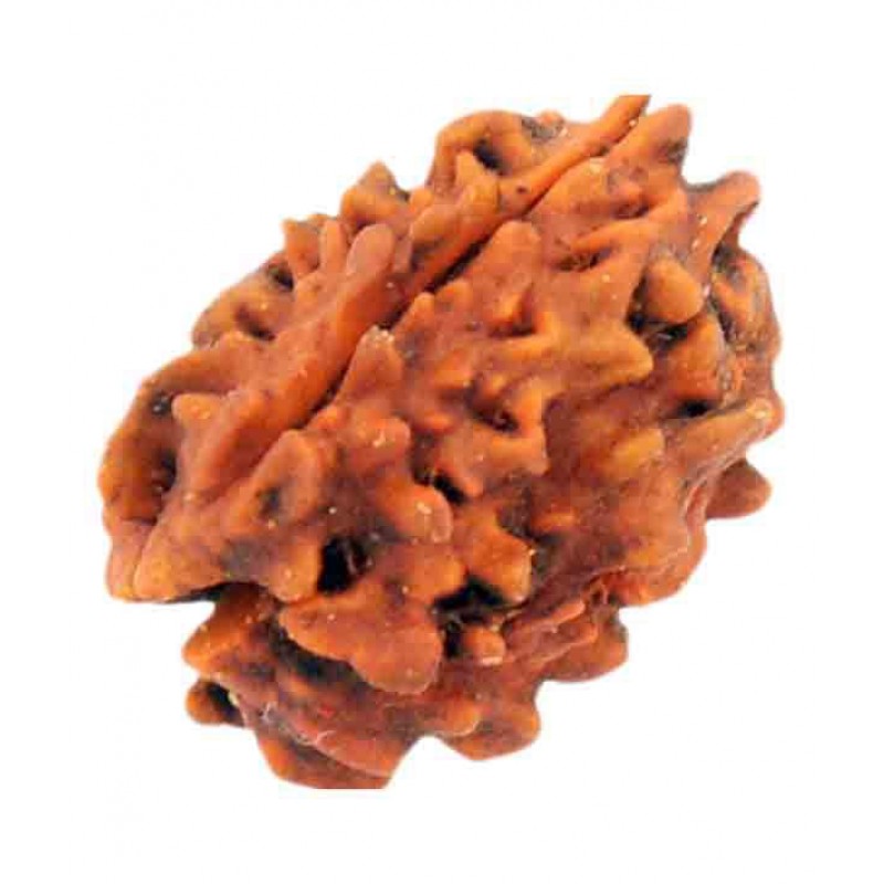The 3 Mukhi Rudraksha Made With Nepal Bead
