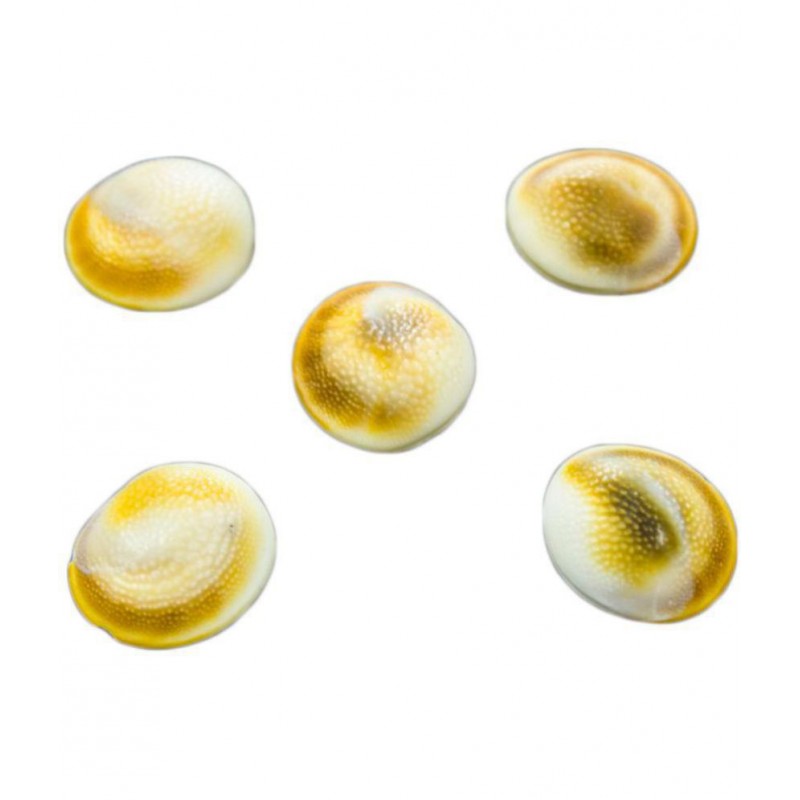 The Holy Mart GOMATI CHAKRA (Small) (Set of 5)