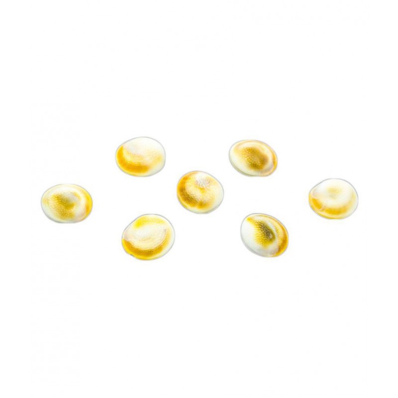 The Holy Mart GOMATI CHAKRA (Small) (Set of 7)