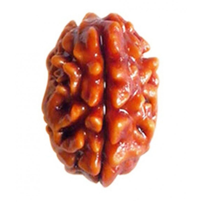 Tirupati Gems Palace Brown 2 Mukhi Rudraksh
