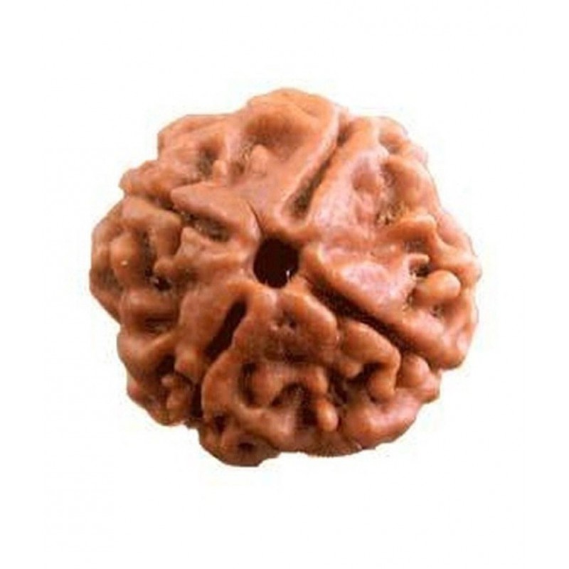 Tirupati Gems Palace Brown 4 Mukhi Rudraksh