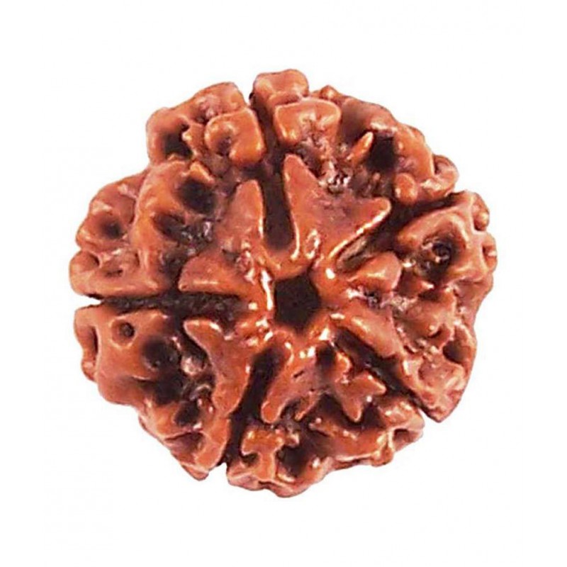 Tirupati Gems Palace Brown 5 Mukhi Rudraksh