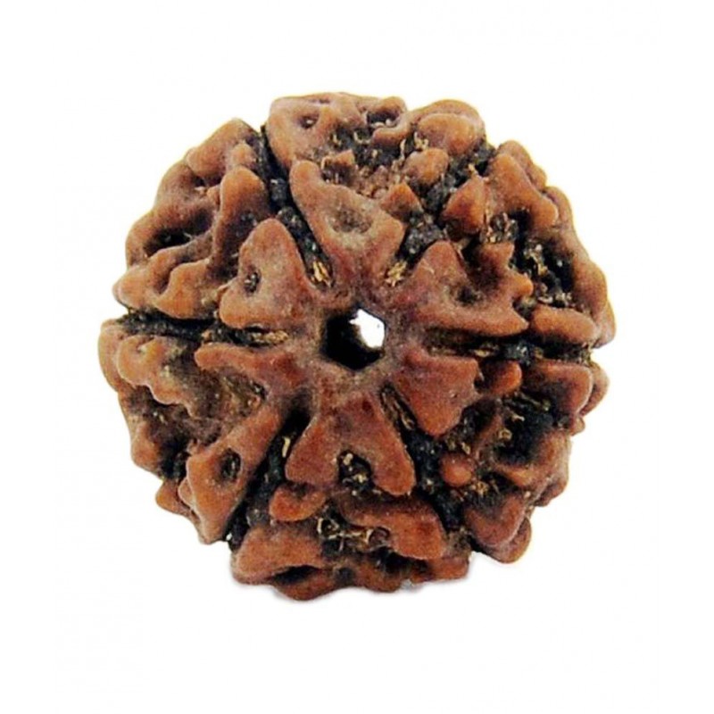 Tirupati Gems Palace Brown 6 Mukhi Rudraksh