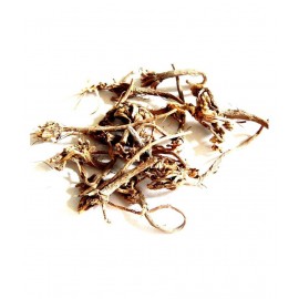 Urancia® Akarkara Anacyclus PELLITORY Dried Root 100Gms From Own Farm