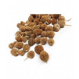Urancia® Gorakhmundi 100 Gram