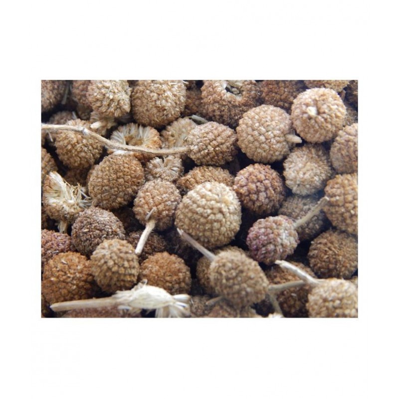 Urancia® Natural Gorakhmundi Gorakh mundi Gorakmundi Sphaeranthus Hirtus Dried seed 250gm