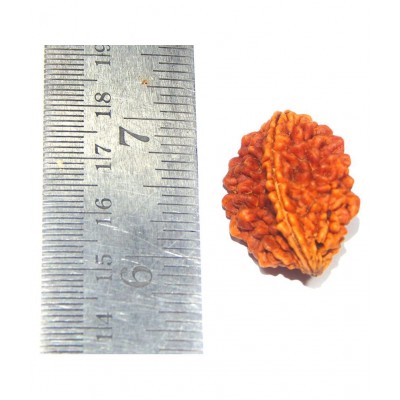 Urancia Two Mukhi 2 Mukhi Rudraksh Raw Herbs 1 gm