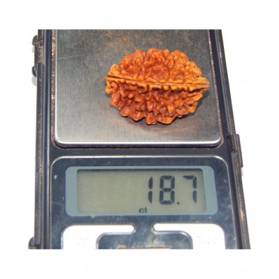 Urancia Two Mukhi 2 Mukhi Rudraksh Raw Herbs 1 gm
