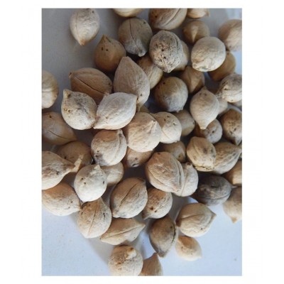 Urancia® organic putrajeevak seed or putrajivak beej 250grams for Pooja