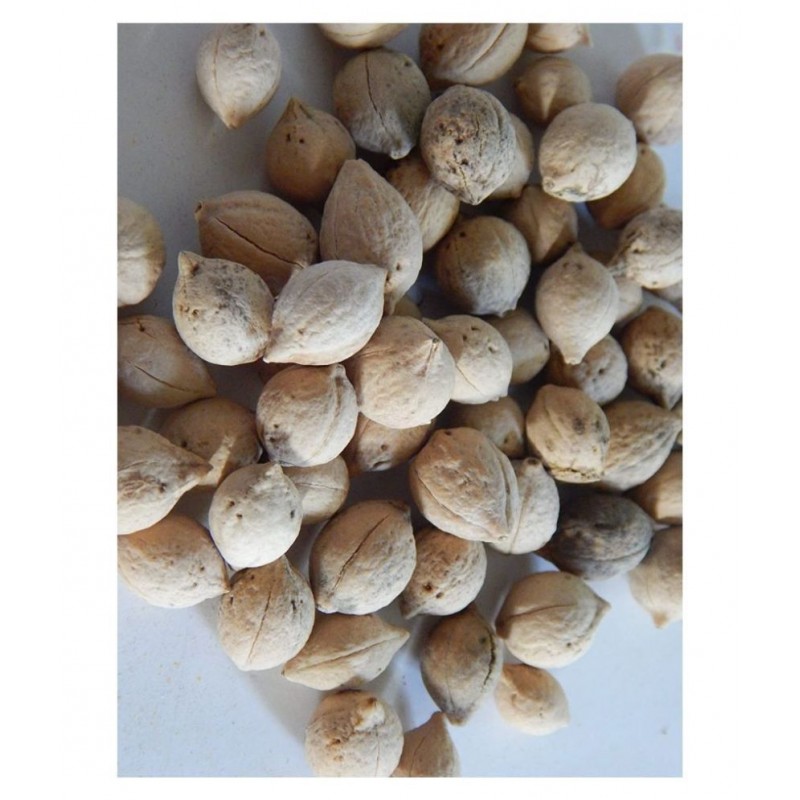 Urancia® organic putrajeevak seed or putrajivak beej 250grams for Pooja