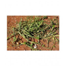 VINARGHYA Hadsan / Hadjod / Vajravalli / Hathjod Powder 100 gm Pack Of 1