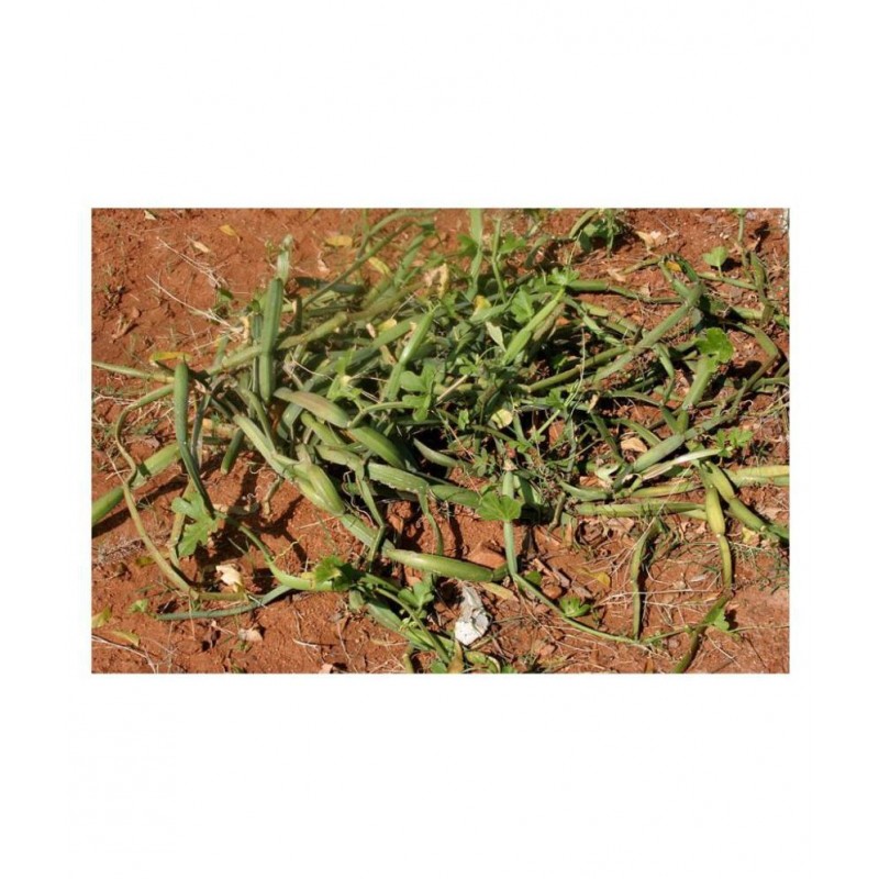 VINARGHYA Hadsan / Hadjod / Vajravalli / Hathjod Powder 100 gm Pack Of 1