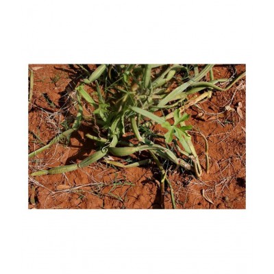 VINARGHYA Hadsan / Hadjod / Vajravalli / Hathjod Raw Herbs 100 gm Pack Of 1