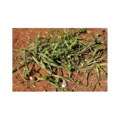 VINARGHYA Hadsan / Hadjod / Vajravalli / Hathjod Raw Herbs 100 gm Pack Of 1