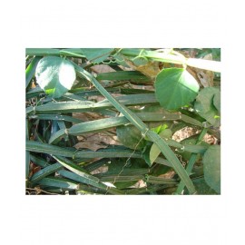 VINARGHYA Hadsan / Hadjod / Vajravalli / Hathjod Raw Herbs 100 gm Pack Of 1