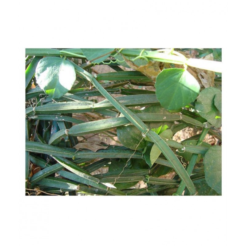 VINARGHYA Hadsan / Hadjod / Vajravalli / Hathjod Raw Herbs 100 gm Pack Of 1