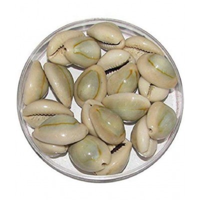 VINARGHYA Natural Kaudi Seed / Laxmi Kawadi / Kavadi / Kodi / Kowdi / Cowry 108 no.s