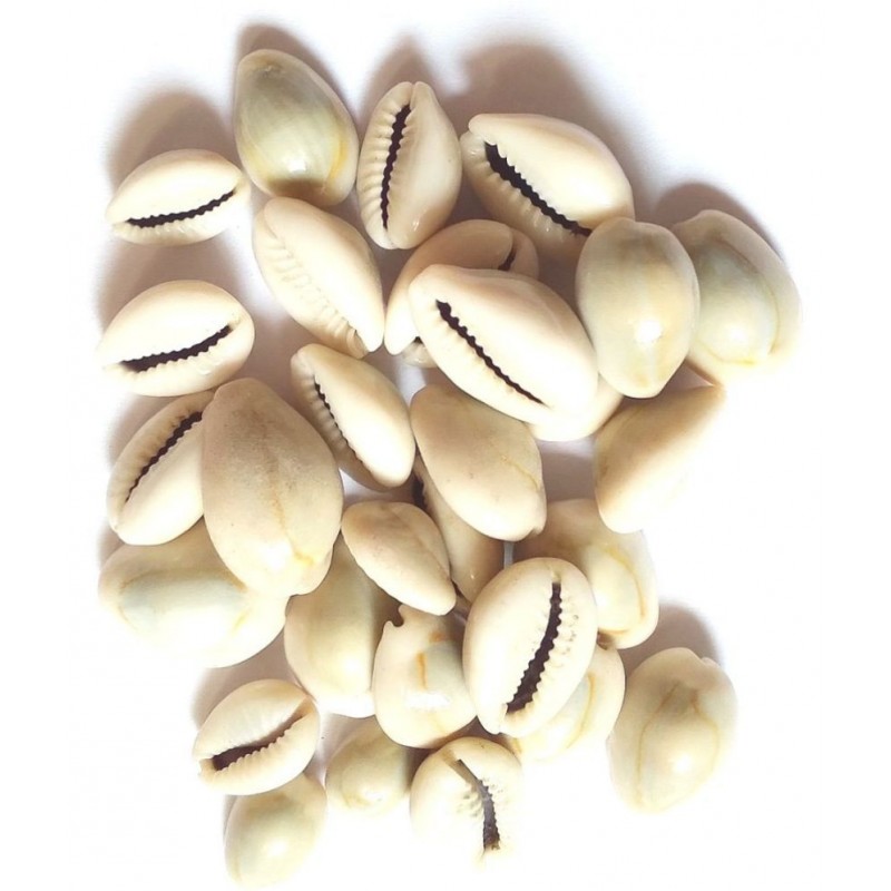 VINARGHYA Natural Kaudi Seed / Laxmi Kawadi / Kavadi / Kodi / Kowdi / Cowry 108 no.s