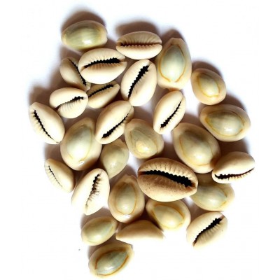 VINARGHYA Natural Kaudi Seed / Laxmi Kawadi / Kavadi / Kodi / Kowdi / Cowry 108 no.s