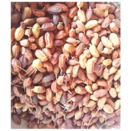 VINARGHYA Neem phal / Azadirachta Indica dried fruit / Nimboli Dried Herb 400 gm