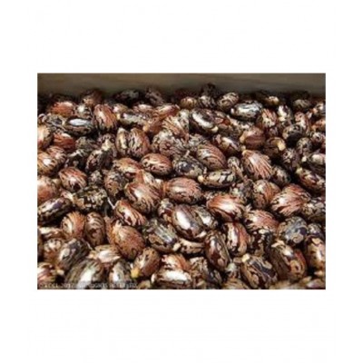 VINARGHYA PHARMACEUTICALS ARANDI / CASTOR SEED / AAMUDAMU / RERIRA Raw Herbs 200 gm Pack Of 1