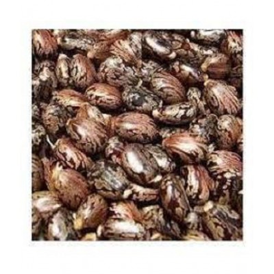 VINARGHYA PHARMACEUTICALS ARANDI / CASTOR SEED / AAMUDAMU / RERIRA Raw Herbs 200 gm Pack Of 1