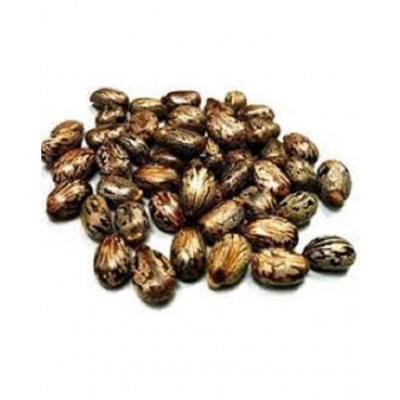 VINARGHYA PHARMACEUTICALS ARANDI / CASTOR SEED / AAMUDAMU / RERIRA Raw Herbs 200 gm Pack Of 1