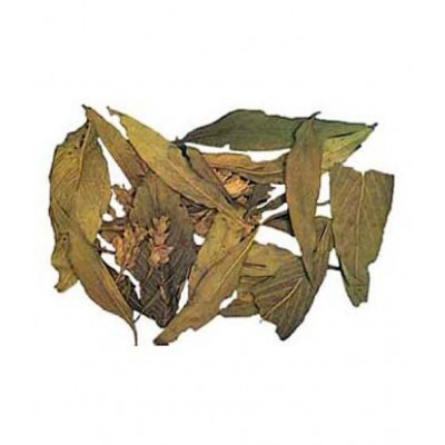 VINARGHYA PHARMACEUTICALS Adulsa / Vasaka / Adosa / अडुलसा Raw Herbs 100 gm Pack Of 1