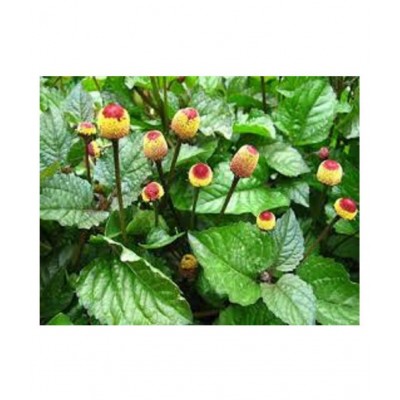 VINARGHYA PHARMACEUTICALS Akkalkada / Akkalgaro Raw Herbs 100 gm Pack Of 1