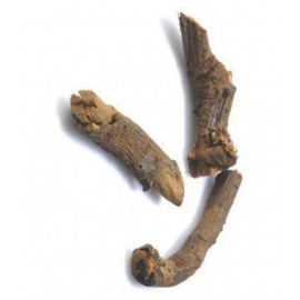 VINARGHYA PHARMACEUTICALS Chitrak Mool / Cheeta / Chitro /Agni Raw Herbs 100 gm Pack Of 1