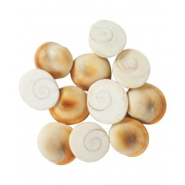 VINARGHYA PHARMACEUTICALS GOMTI CHAKRA / GOMATI / SUDARSHAN / NAAG Raw Herbs 11 no.s Pack Of 1