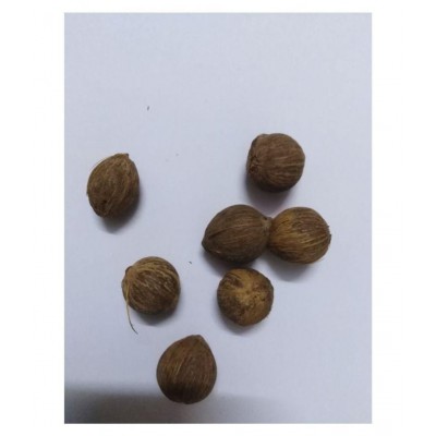 VINARGHYA PHARMACEUTICALS JANGALI NARIYAL / DEV / LAGHU SHRIFAL Raw Herbs 7 no.s Pack Of 1