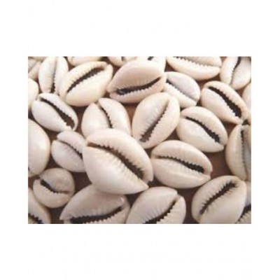 VINARGHYA PHARMACEUTICALS KAUDI SEED / LAXMI KAUDI SEED / COWRY Raw Herbs 100 gm Pack Of 1