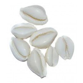 VINARGHYA PHARMACEUTICALS KAUDI SEED / LAXMI KAUDI SEED / COWRY Raw Herbs 100 gm Pack Of 1