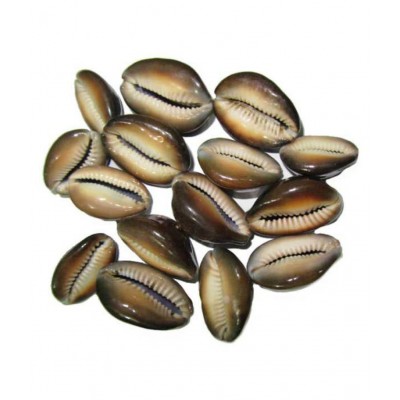 VINARGHYA PHARMACEUTICALS Reddish Brown Kaudi / Lal Kawdi / Cowry Raw Herbs 11 no.s Pack Of 1