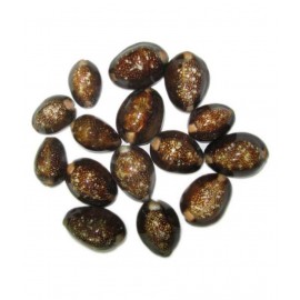 VINARGHYA PHARMACEUTICALS Reddish Brown Kaudi / Lal Kawdi / Cowry Raw Herbs 11 no.s Pack Of 1