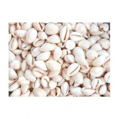 VINARGHYA Safed Kaudi Seed / Laxmi White  Cowry / Dudha Kawadi / Kawdi / Kowdi 11 no.s