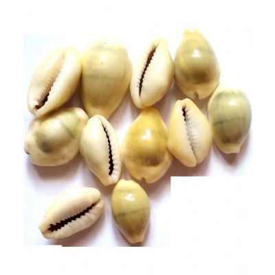 VINARGHYA Yellow Kaudi / Peeli Kawdi / Pili Kowdi / Laxmi Kaudi / Cowry / Cowrei 11 no.s