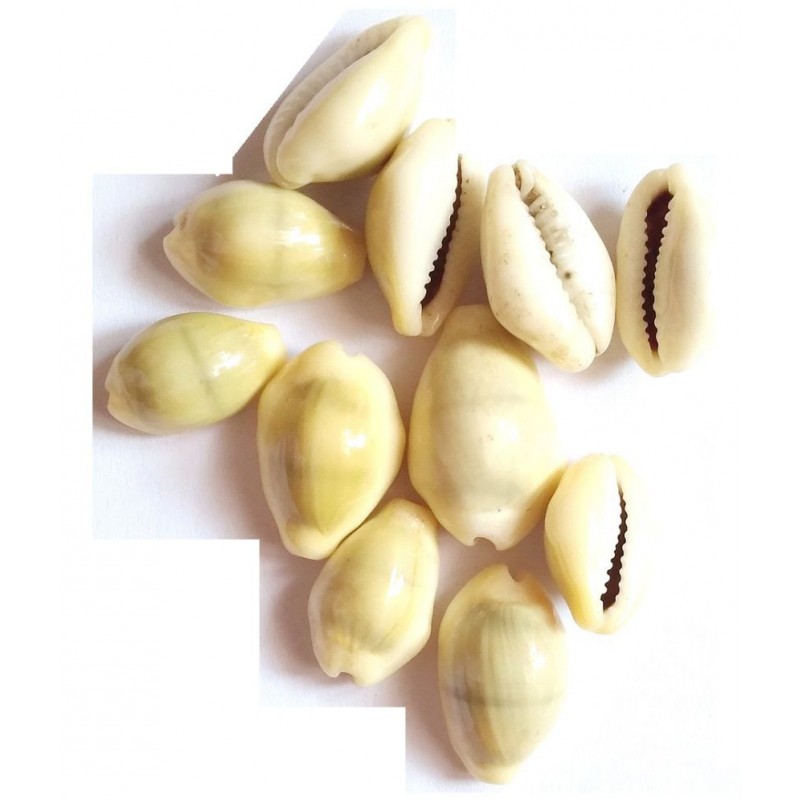 VINARGHYA Yellow Kaudi / Peeli Kawdi / Pili Kowdi / Laxmi Kaudi / Cowry / Cowrei 11 no.s