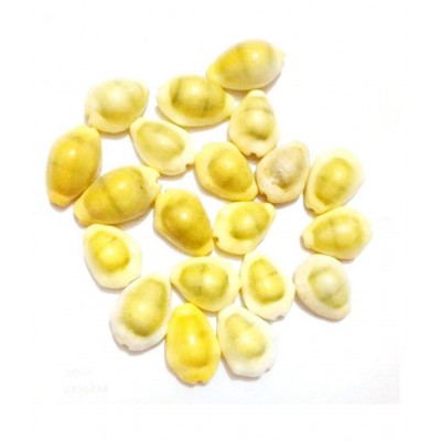 VIRANGHYA Yellow Kaudi / Peeli Kawdi / Pili Kowdi Raw Herbs 21 gm VIRANGHYA Yellow Kaudi / Peeli Kawdi / Pili Kowdi Raw Herbs 21 gm