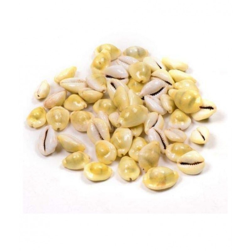 VIRANGHYA Yellow Kaudi / Peeli Kawdi / Pili Kowdi Raw Herbs 21 gm VIRANGHYA Yellow Kaudi / Peeli Kawdi / Pili Kowdi Raw Herbs 21 gm