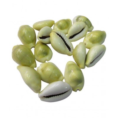 VIRANGHYA Yellow Kaudi / Peeli Kawdi / Pili Kowdi Raw Herbs 21 gm VIRANGHYA Yellow Kaudi / Peeli Kawdi / Pili Kowdi Raw Herbs 21 gm