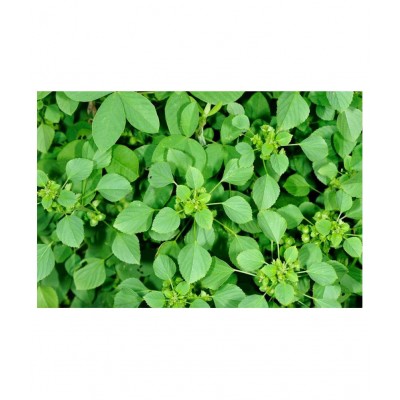 Valli Organics Kuppaimeni Powder 100 gm Pack Of 1