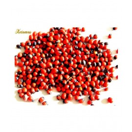 Xetomos Lal Gunja Natural Chirmiti Beads Raw Herbs 100 no.s