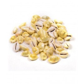 Yellow Cowrie Lakshmi Gavvalu Peeli Cowrie Kawdi Kaudi Kowdi Sea Shell (21 Pieces)