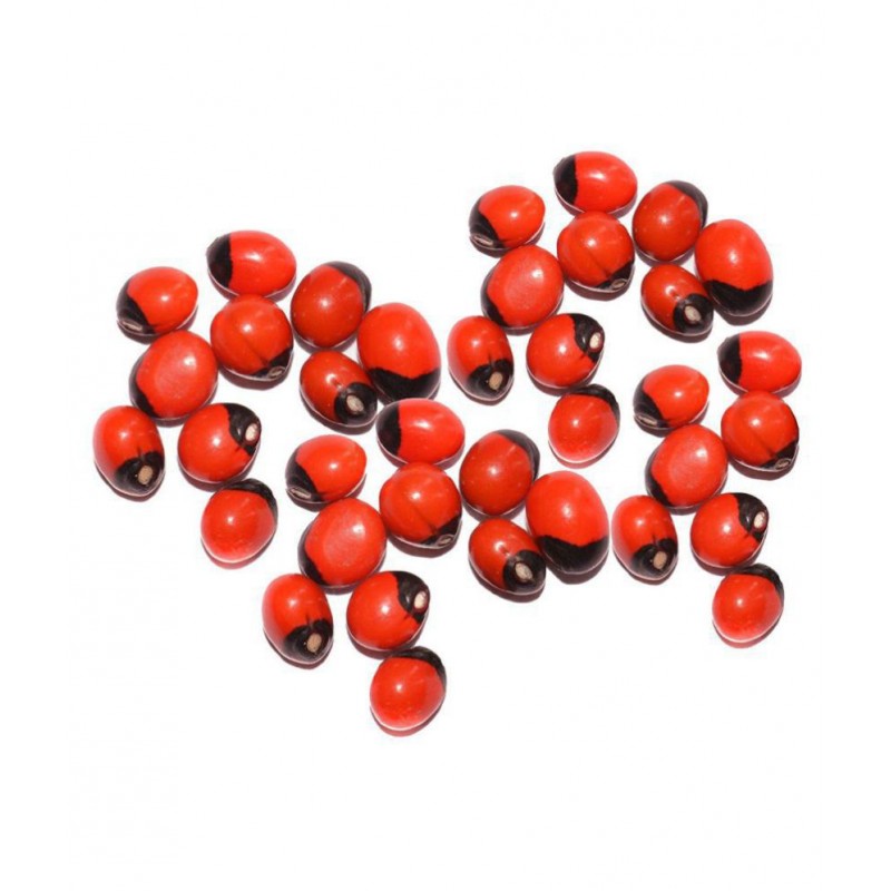 Yuvi Shoppe Natural Rakt Gunja / Red Chirmi Beads / Abrus Seed / Gamanchi / Gaunchi / Rati / Gulaganji / Guruvinda / Guruginia (21 pcs) Good for Wealth Benefit -(21 pcs)