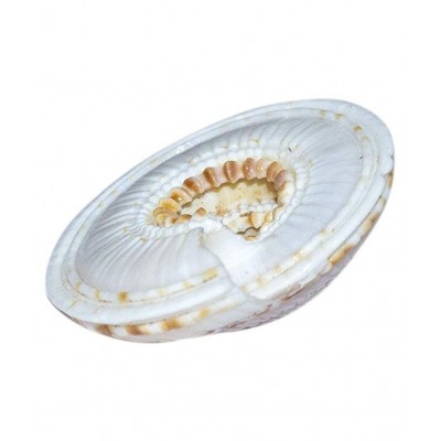 rudradivine Natural Vishnu Chakra Combo of 2 Shell for Laxmi poojan Vastu Dosh and To Attract Wealth Vishnu Chakra 100% Natural | Vishnu Chakra | Religious Item | Shell for Vastu dosh and to attract wealth